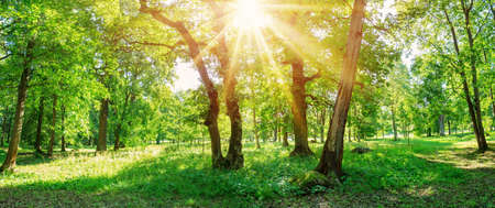 Tree foliage in morning lightの写真素材
