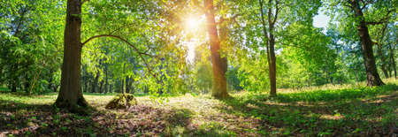 Tree foliage in morning lightの写真素材