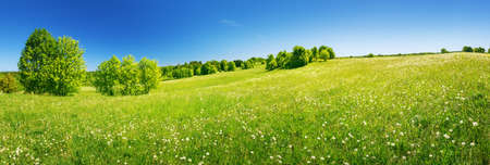 Field with dandelions and blue skyの写真素材