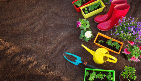 flower and vegetable seedlings growing in the gardenの写真素材