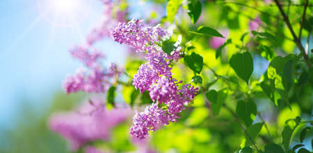 Lilac flowers blooming outdoorsの写真素材