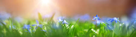 Scilla flowers in the park