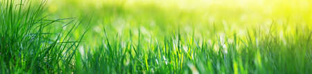 Fresh green grass background with sunlightの写真素材