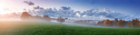 Tree foliage in morning lightの写真素材