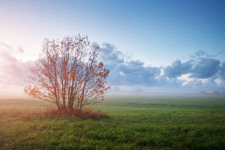 Tree foliage in morning lightの写真素材