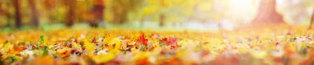 trees with multicolored leaves on the grass in the parkの写真素材