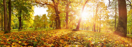 trees in the park in autumn on sunny dayの写真素材