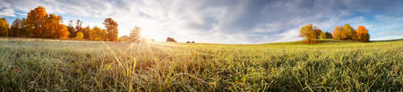 trees on the field in autumn on beautiful sunny day