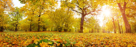 trees with multicolored leaves on the grass in the parkの写真素材