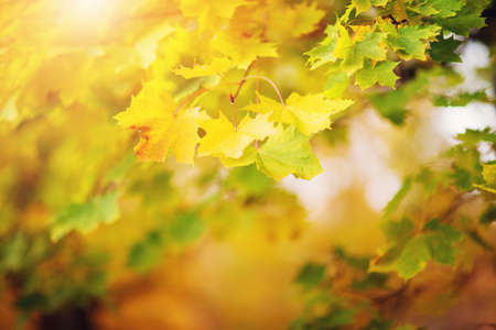 yellow maple leaves in autumn with beautiful sunlightの写真素材