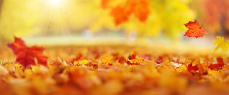trees with multicolored leaves on the grass in the parkの写真素材