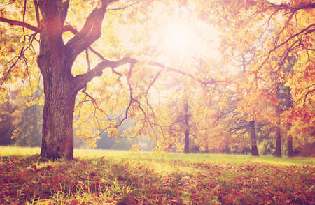 trees in the park in autumn on sunny dayの写真素材