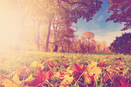 trees with multicolored leaves on the grass in the parkの写真素材