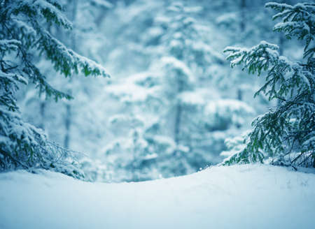 Beautiful tree in winter landscape in late eveningの写真素材