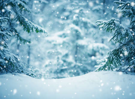 Beautiful tree in winter landscape in late eveningの写真素材
