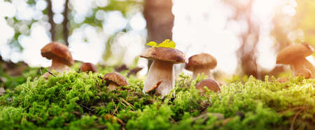 Whild Mushrooms outdoors in the forest in autumnの写真素材