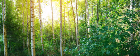 birch tree forest in morning in early autumnの写真素材