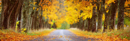 asphalt road with beautiful trees in autumnの写真素材