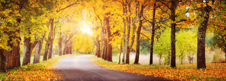 asphalt road with beautiful trees in autumnの写真素材