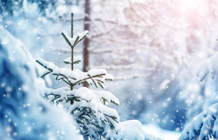 Beautiful tree in winter landscape in the morningの写真素材