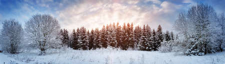 Pine trees in winter landscape at sunsetの写真素材