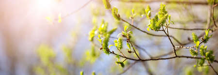New buds in springtime with young leaves on green spring background.の写真素材