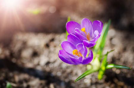 Panoramic view to spring flowers in the park. Crocus blossom on beautiful morning with sunlight in the forest in aprilの写真素材