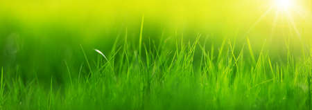 Fresh green grass background with sunlight in summerの写真素材
