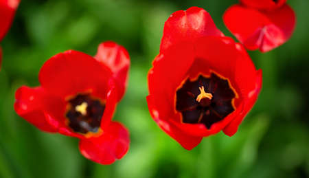 Red tulips in flowerbeds in the garden in springの写真素材