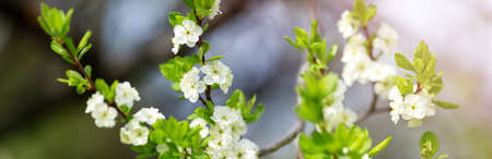 blurred plum tree background in bloom. Twig of spring flowers on beautiful sunny day. Fresh foliage...