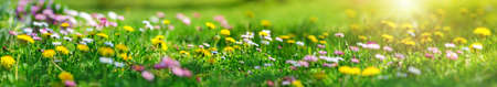 Meadow with lots of white and pink spring daisy flowers and yellow dandelions in sunny day. Nature floral background in early summer with fresh green grassの写真素材