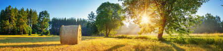 tree foliage in beautiful morning light with sunlight in summerの写真素材