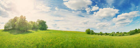 Green field with white and yellow dandelions outdoors in nature in summer. Meadow with beautiful flowers in spring. Fluffy clouds on blue sky and floral backgroundの写真素材