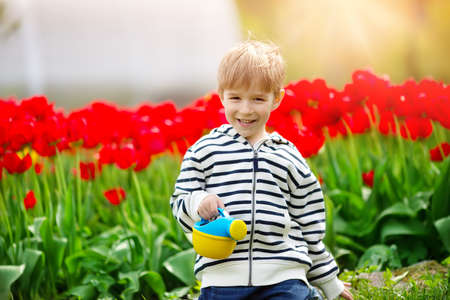 Little child walking near tulips on the flower bed in beautiful spring dayの写真素材