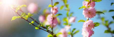 blurred sakura tree background. Spring flowers on beautiful sunny dayの写真素材