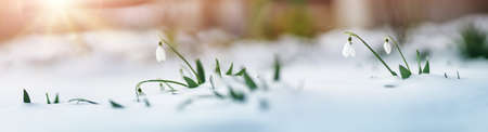 Panoramic view to spring flowers in the park. New fresh snowdrop blossom on beautiful morning with sunlight in snow. Wildflowers in the natureの写真素材
