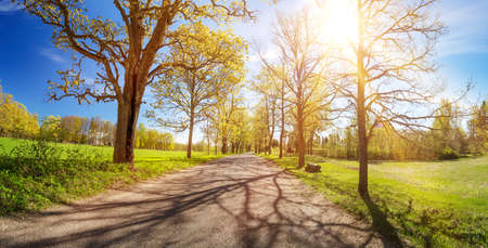 asphalt road panorama in countryside on sunny spring day.. Route in beautiful nature landscape with sun, blue sky, green grass and dandelionsの写真素材