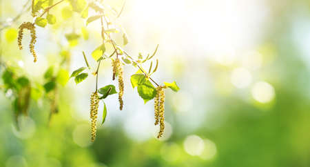 New birch leaves on green spring backgroundの写真素材