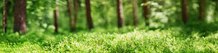 pine and fir forest panorama in spring