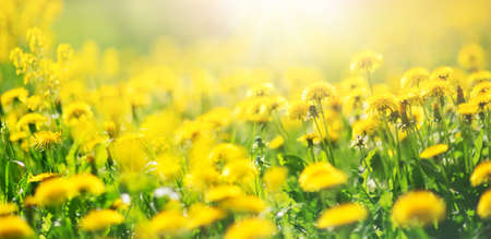 Field with dandelions. Closeup of yellow spring flowers