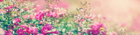 Rose flowers blooming outdoors with spring blossomの写真素材