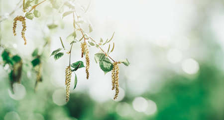 New birch leaves on green spring backgroundの写真素材