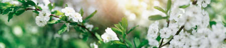 blurred plum tree background in bloom in springの写真素材