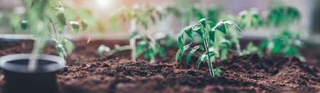tomato seedlings growing in the soil at greenhouseの写真素材
