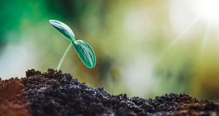 Seedlings in the soil on sunny day in the garden in summerの写真素材