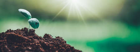 Seedlings in the soil on sunny day in the garden in summerの写真素材