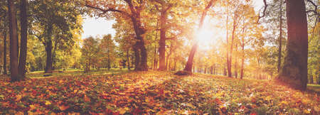 trees in the park in autumn on sunny dayの写真素材