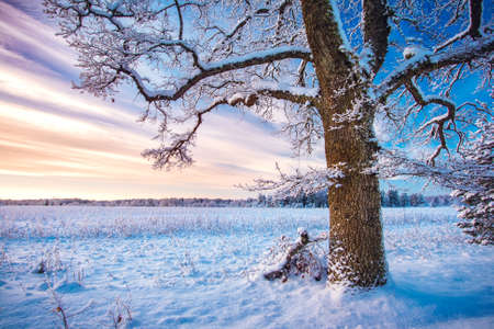 Beautiful tree in winter landscape in late eveningの写真素材