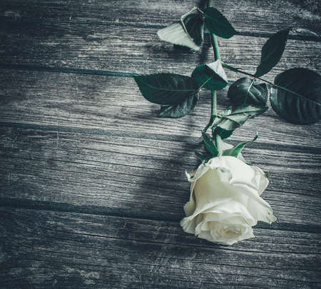 withe rose on old rustic wooden backgroundの写真素材