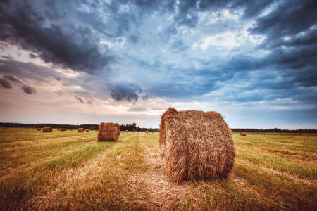 Hay bales on the field at summer eveningの写真素材